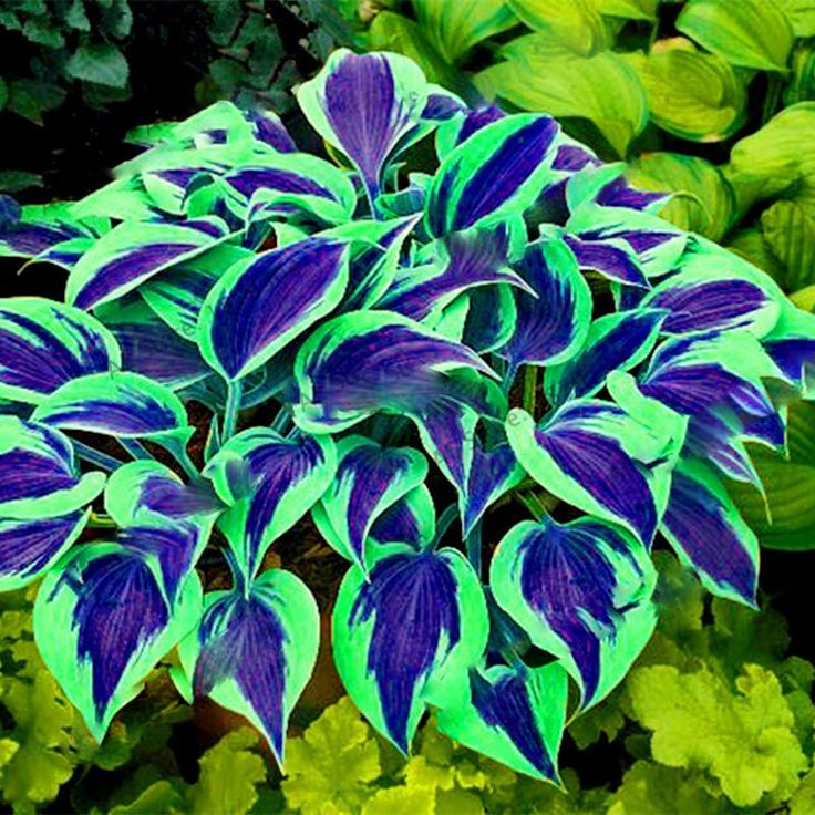 🌈RITKA, TÖBBSZÍNŰ HOSTAS MAGOK-Clara Rosan