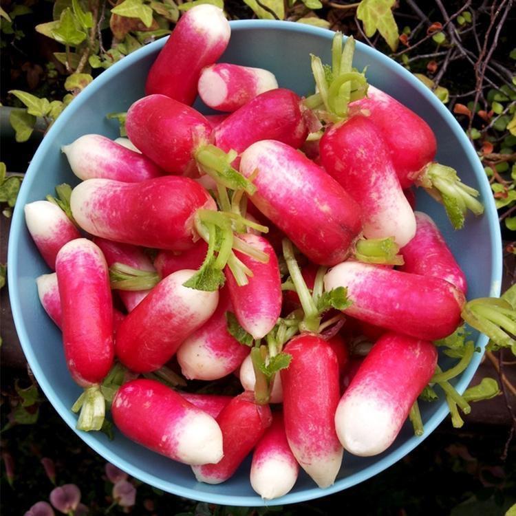 Hüvelykujj gyümölcs retek magok-Clara Rosan