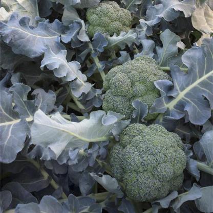 Brokkoli Smaragd Korona F1-Clara Rosan