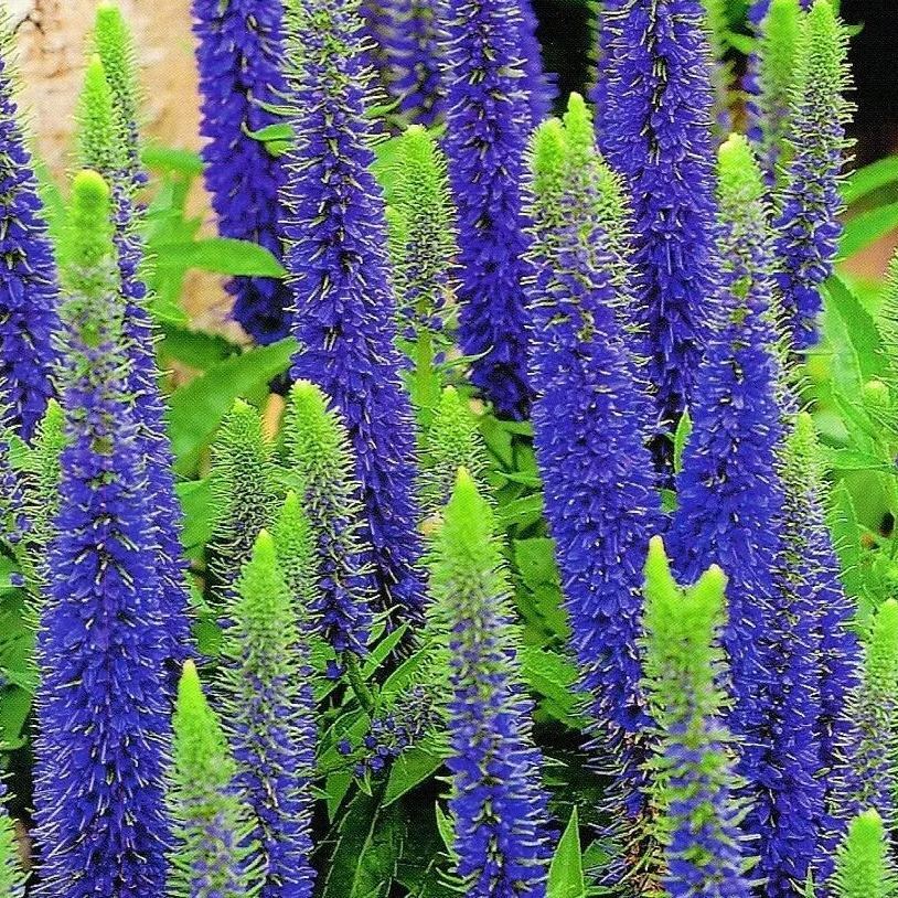 Spike Verdewell Intenzív Kék Virágok-Clara Rosan