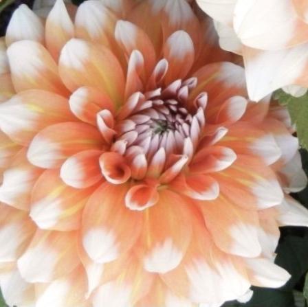 NARANCS ÉS HÓ-Clara Rosan