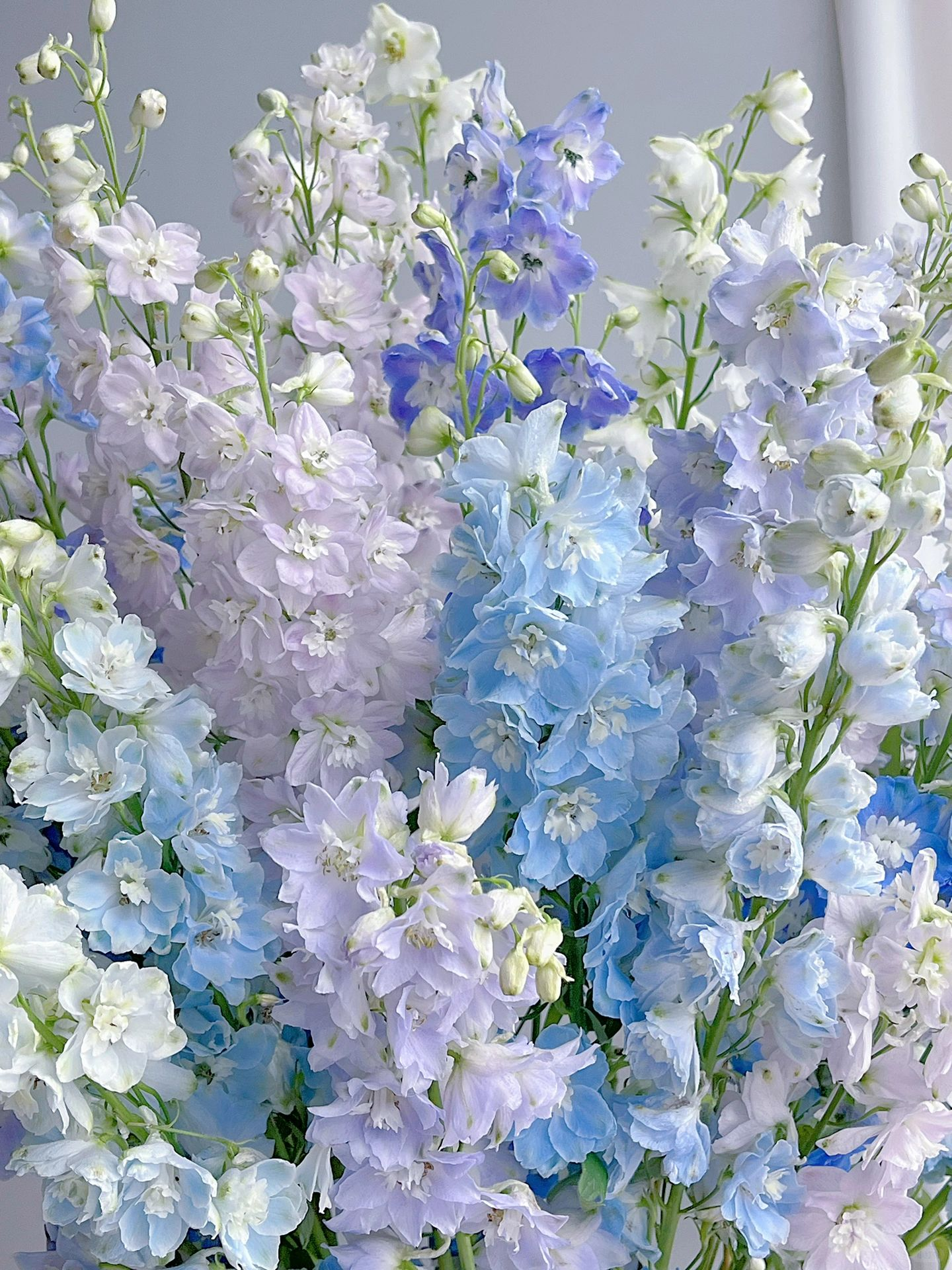 Delphinium magok - vegyes 7 szín-Clara Rosan