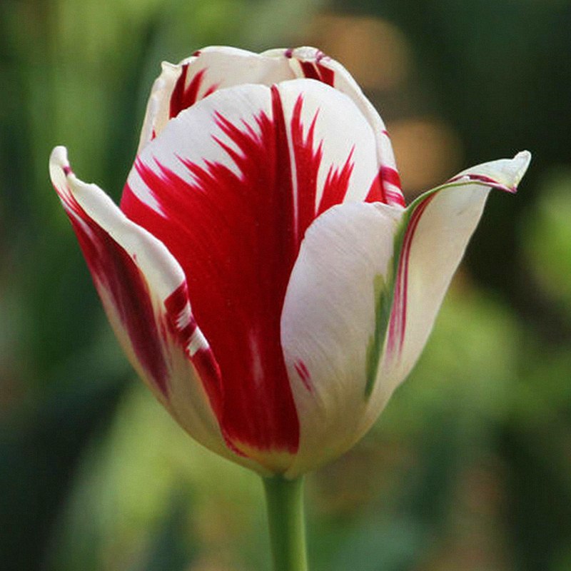 Dupla tulipánhagymák-Clara Rosan