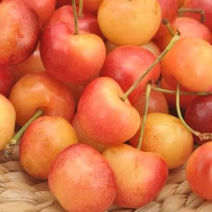 Aranycseresznye magok-Clara Rosan