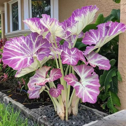 Sötétkék láng ritka Hosta virágmagok🎁2025 különleges ajánlat-Clara Rosan