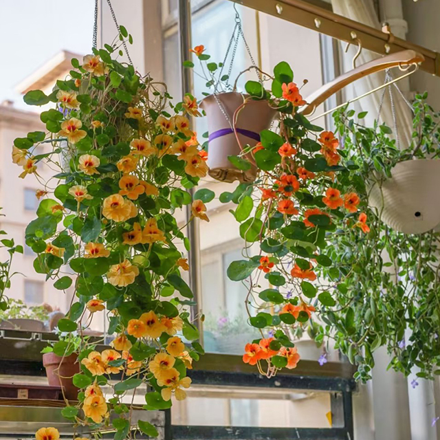 Nasturtium magok (magas) - Vegyes színek-Clara Rosan