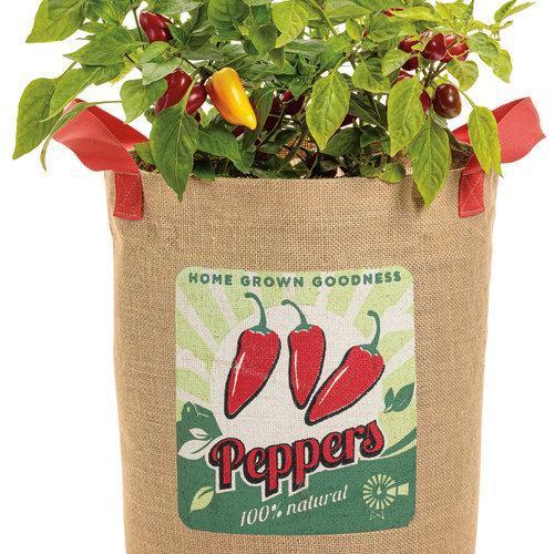 Csípős paprika-Clara Rosan