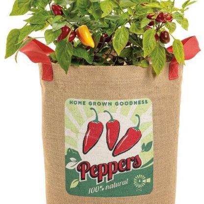 Csípős paprika-Clara Rosan