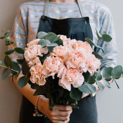 Szegfűmagok - Franciaország-Clara Rosan