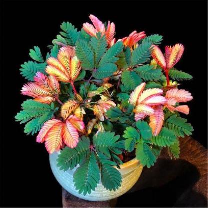 SZÍNES MIMÓZA MAGOK-Clara Rosan