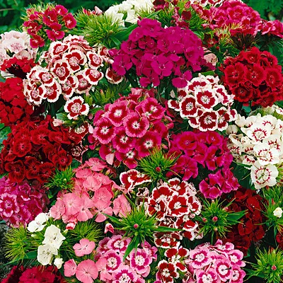 Dianthus magok 🌈 Több mint 10 szín keverése-Clara Rosan
