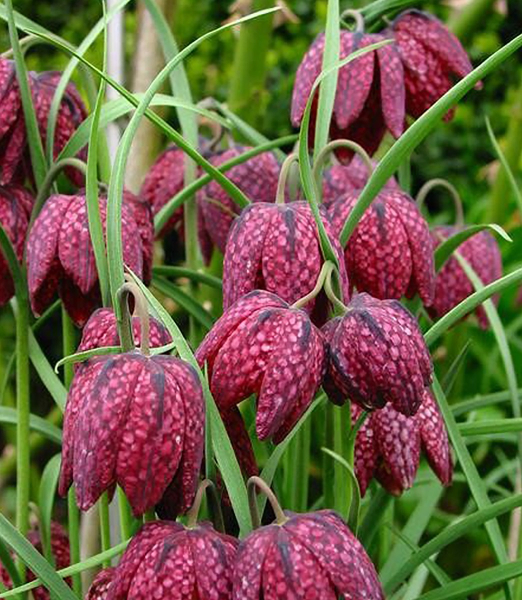 Fritillaria meleagris magok🎉Újévi akció-Clara Rosan