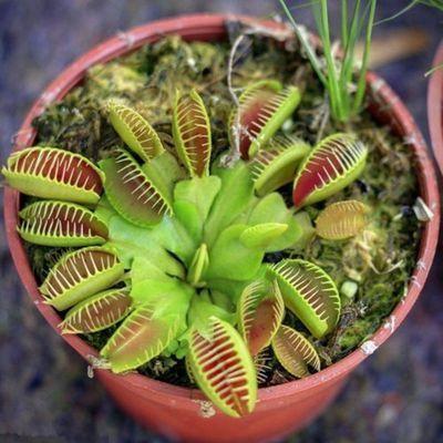 VENUS FLYTRAP MAGOK, NÖVÉNY MAGOK, ROVARFOGYASZTÓ NÖVÉNY, 100 MAG-Clara Rosan