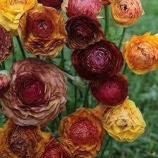 RANUNCULUS PICOTEE KÁVÉZÓ-Clara Rosan