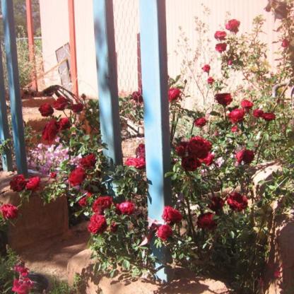 Robbanás futórózsa magok kertben-Clara Rosan