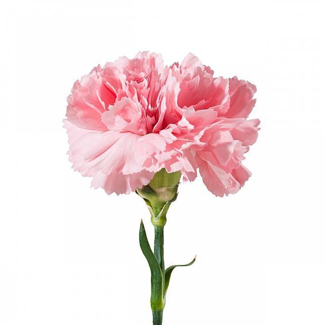 Dianthus Caryophyllus magok-Clara Rosan