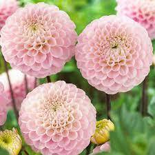 OZ VARÁZSLÓJA-Clara Rosan