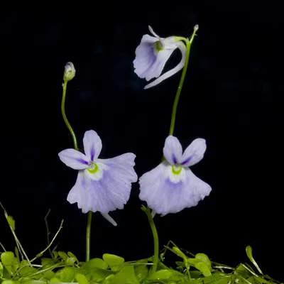 Utricularia sandersonii magok-Clara Rosan