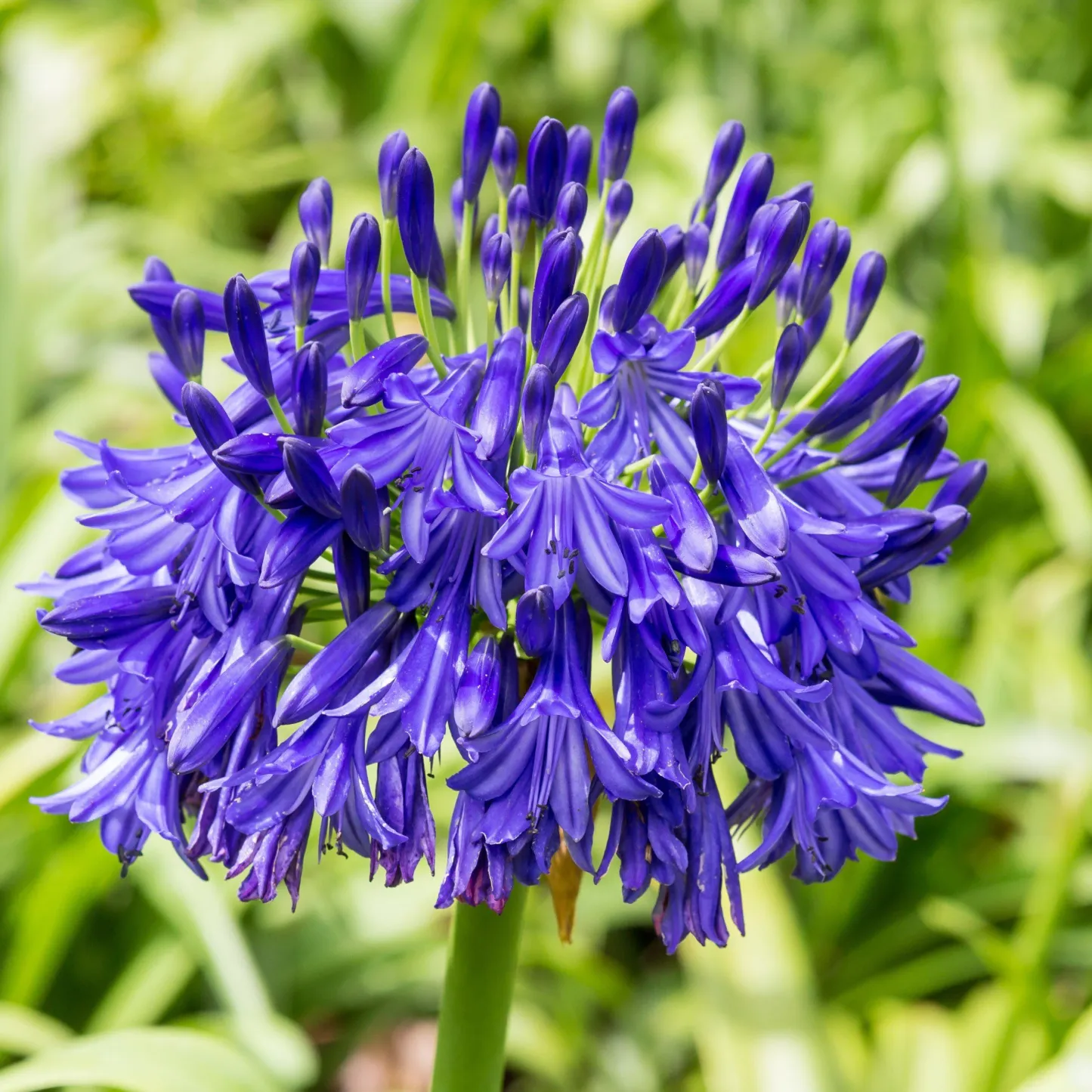 Agapanthus africanus 'Fekete buddhista'-Clara Rosan