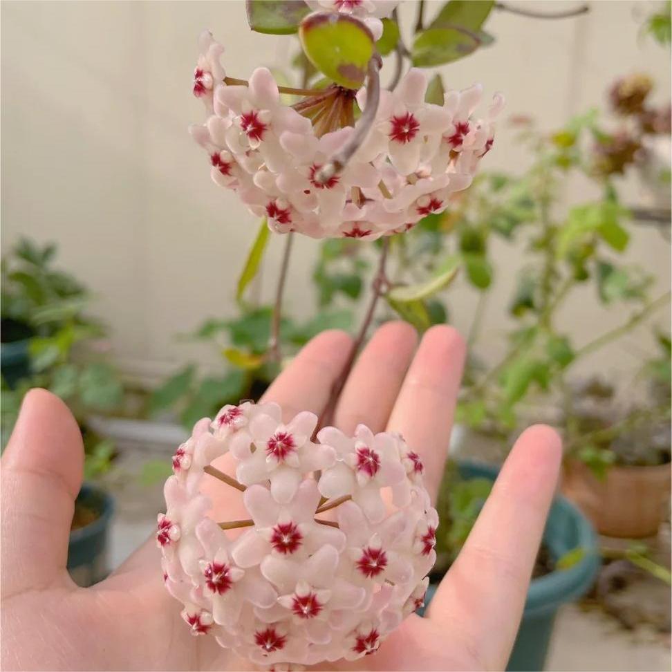 Hoya Seeds - Csillagok hullanak az égből✨-Clara Rosan
