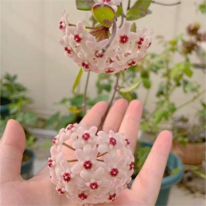 Hoya Seeds - Csillagok hullanak az égből✨-Clara Rosan
