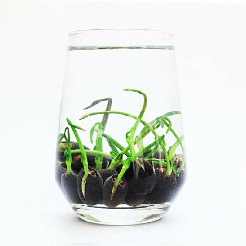 A szent bonsai lótuszvirág-Clara Rosan