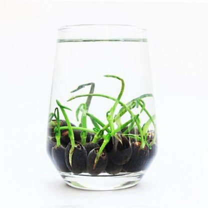 A szent bonsai lótuszvirág-Clara Rosan