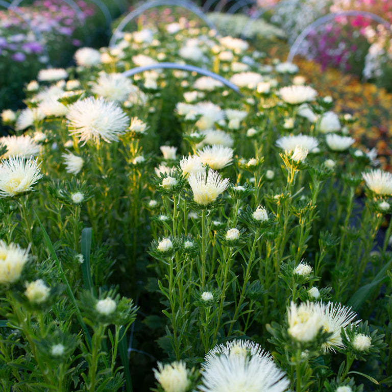 Kínai őszirózsa Valkyrie sárga-Clara Rosan