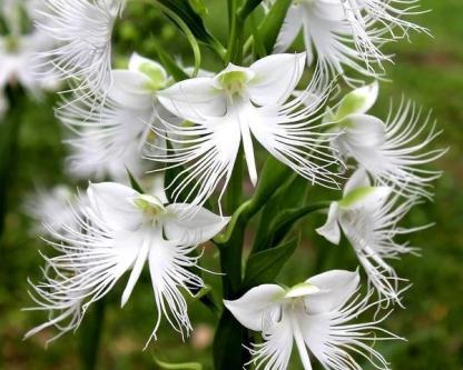 Habenaria radiata magok-Clara Rosan