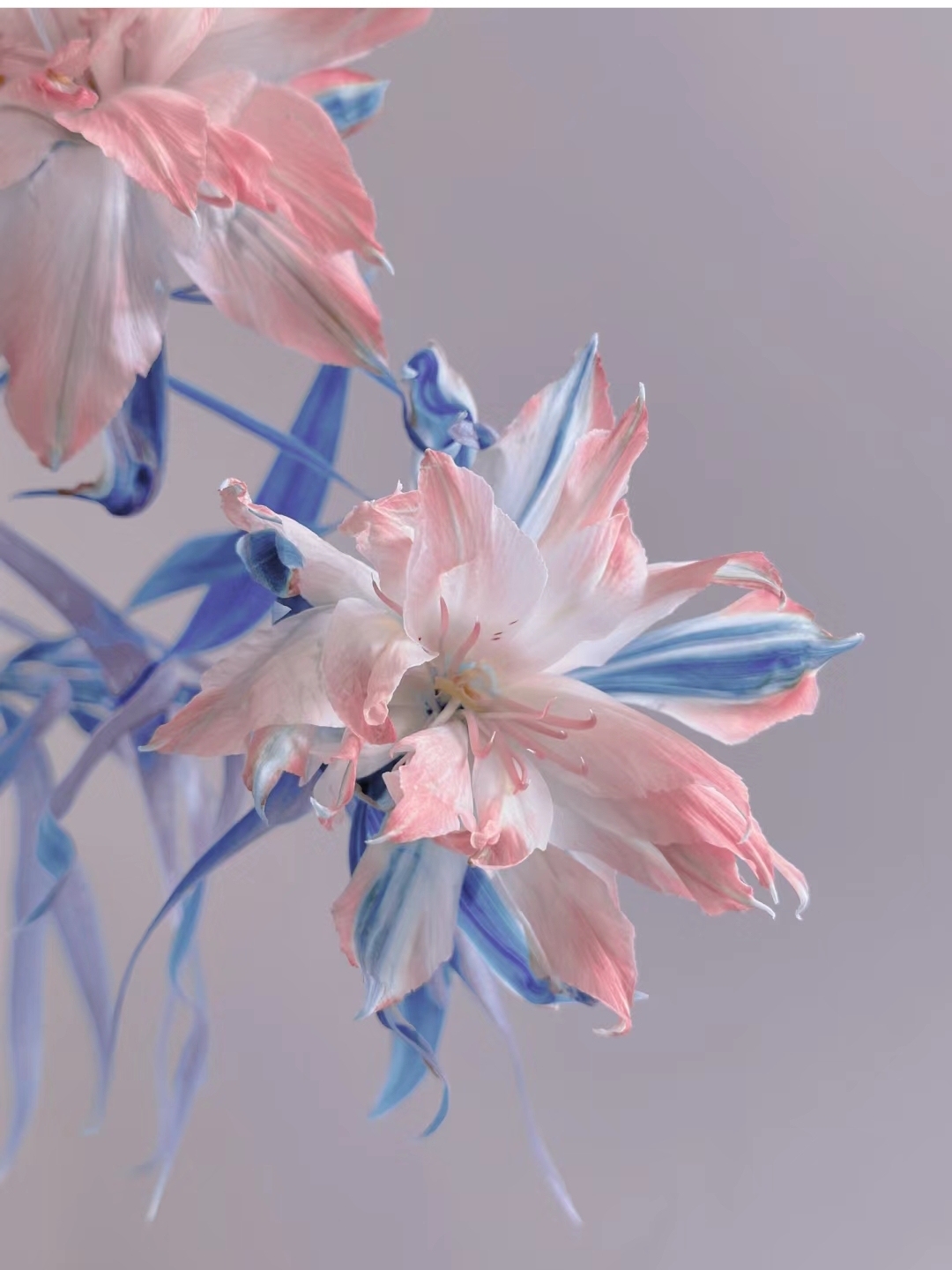 Japán dupla alstroemeria-Clara Rosan