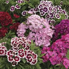 Sweet William Seeds - Magas Dupla Mix-Clara Rosan