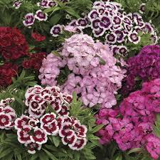 Sweet William Seeds - Magas Dupla Mix-Clara Rosan