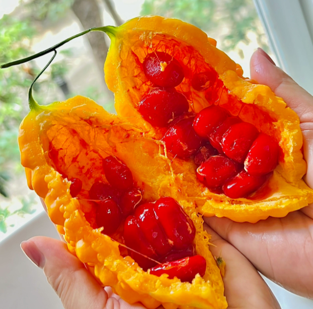 Lai szőlőmagok kerti keserűtökmagokhoz-Clara Rosan