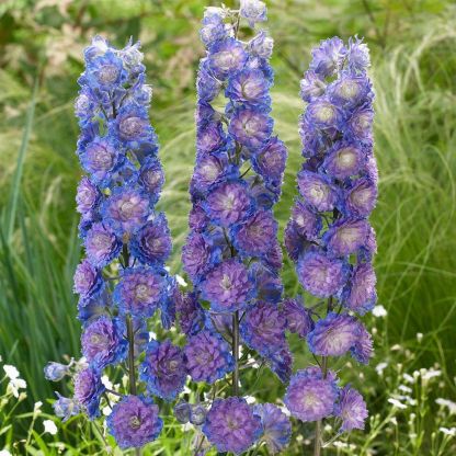 Delphinium magok - vegyes 7 szín-Clara Rosan