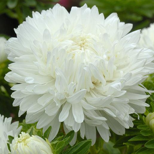 Királyméretű fehér-Clara Rosan