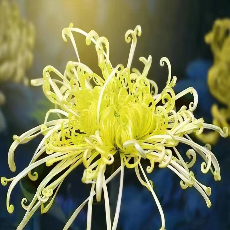 Vegyes Spider Mums Virágmagok - Több mint 20 Színben-Clara Rosan
