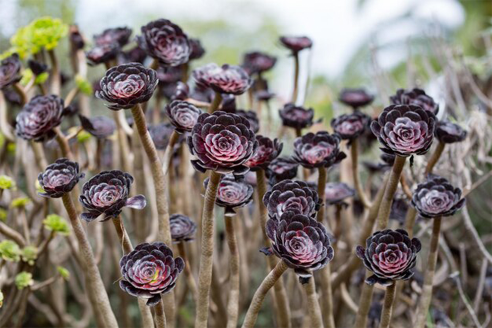 Aeonium arboreum Sötétlila-Clara Rosan