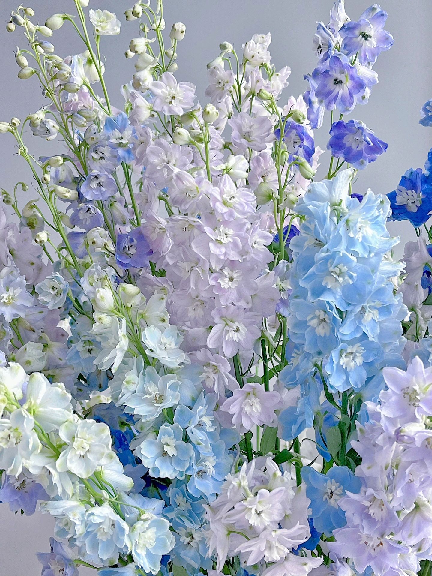 Delphinium magok - vegyes 7 szín-Clara Rosan