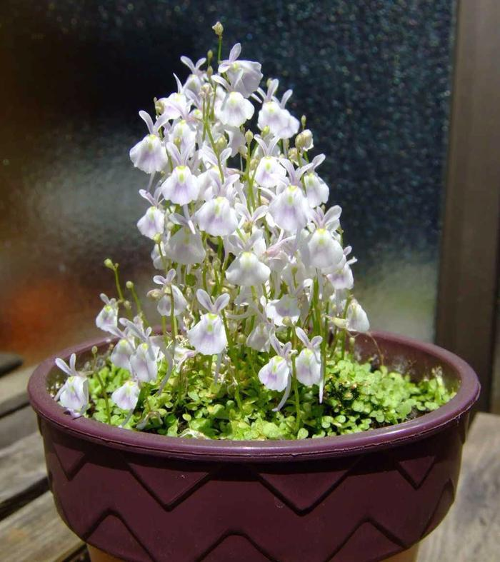 Utricularia sandersonii magok-Clara Rosan