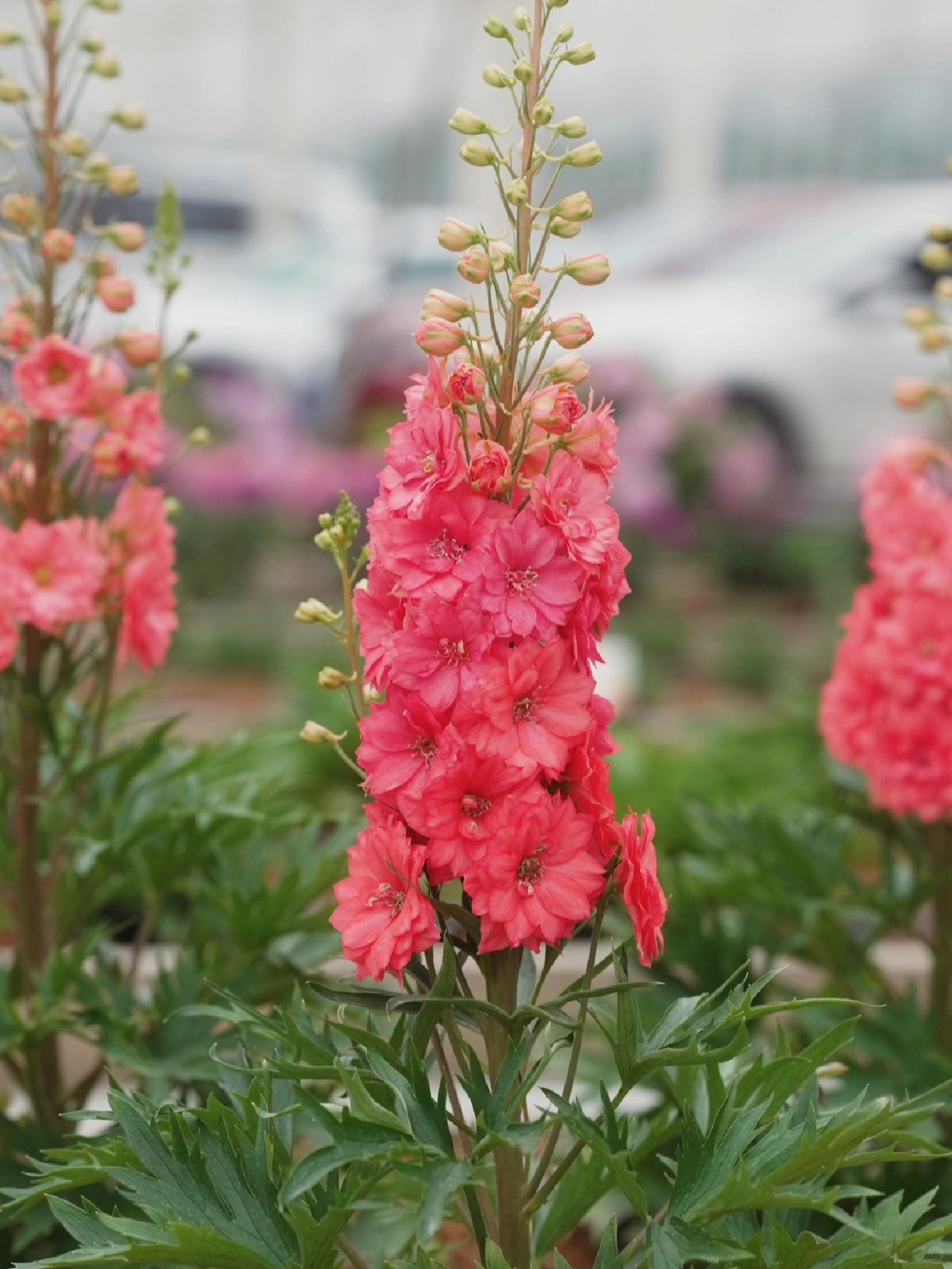 Delphinium magok - vegyes 7 szín-Clara Rosan