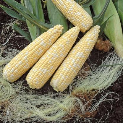 Édeskukorica Nighthawk F1-Clara Rosan