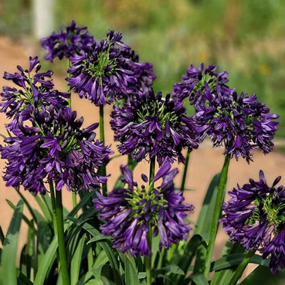 Agapanthus africanus 'Black Jack'-Clara Rosan