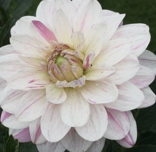 BONESTÁBAN-Clara Rosan