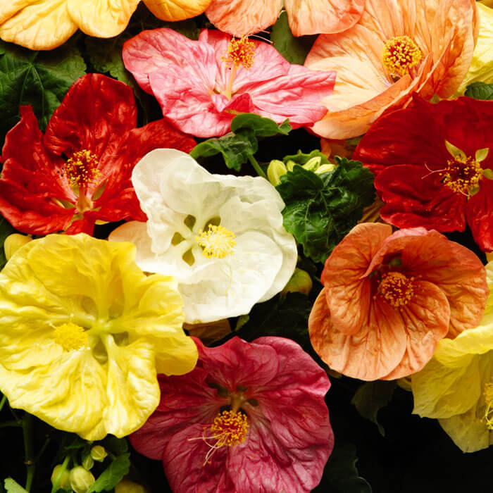 Abutilon Bella Select Mix F1 mag-Clara Rosan