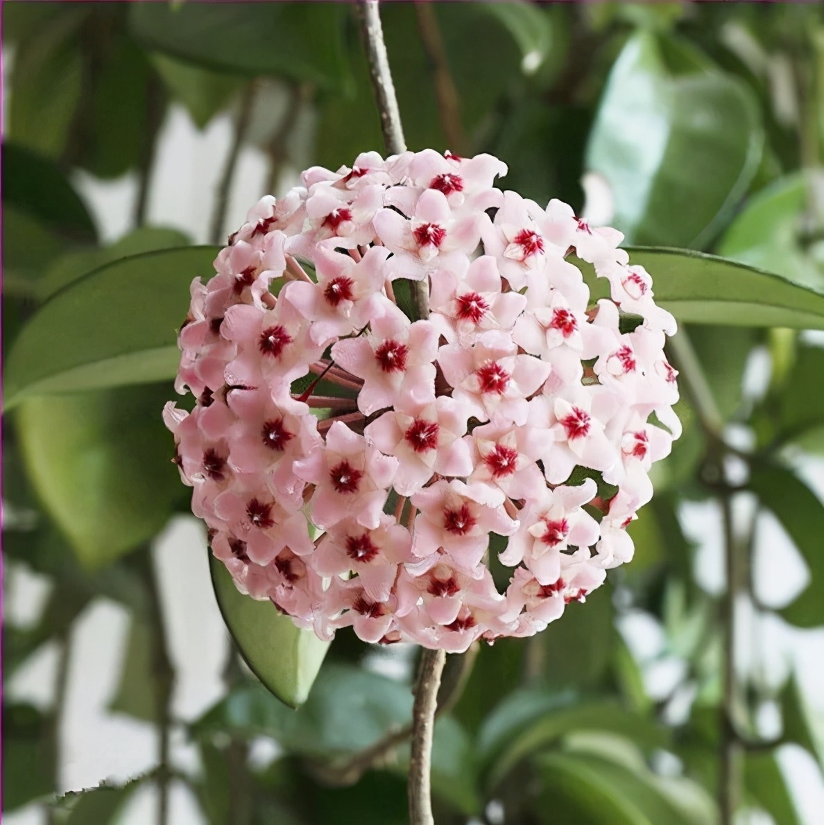 Hoya Seeds - Csillagok hullanak az égből✨-Clara Rosan