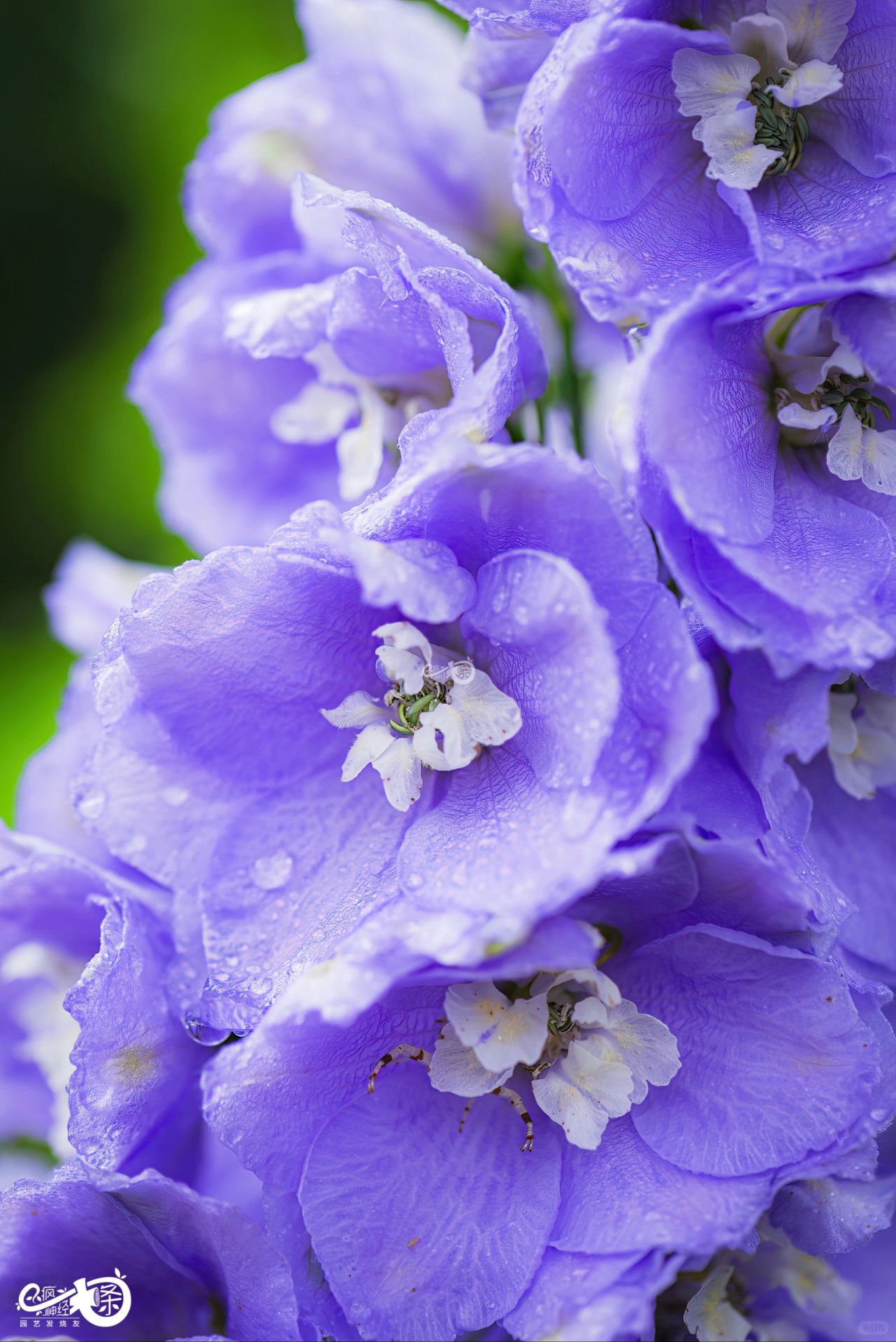 Delphinium magok - vegyes 7 szín-Clara Rosan