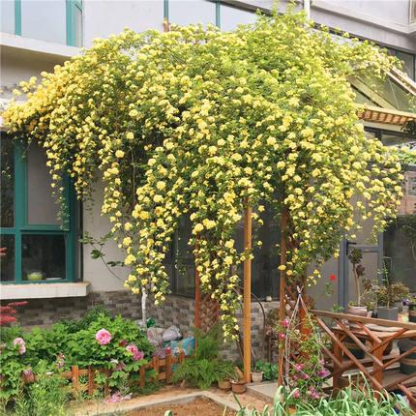 Sárga Banks Rózsa Magok-Clara Rosan