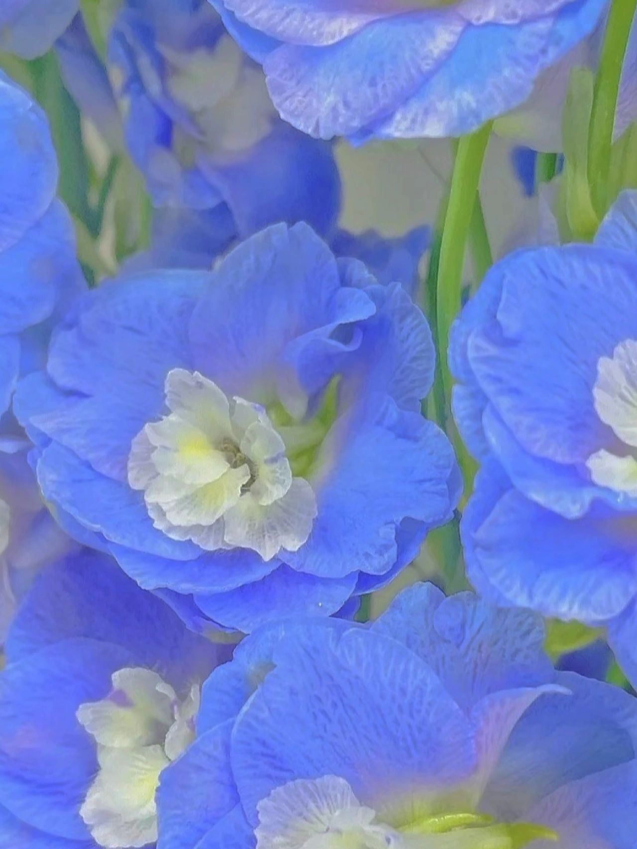 Delphinium magok - vegyes 7 szín-Clara Rosan