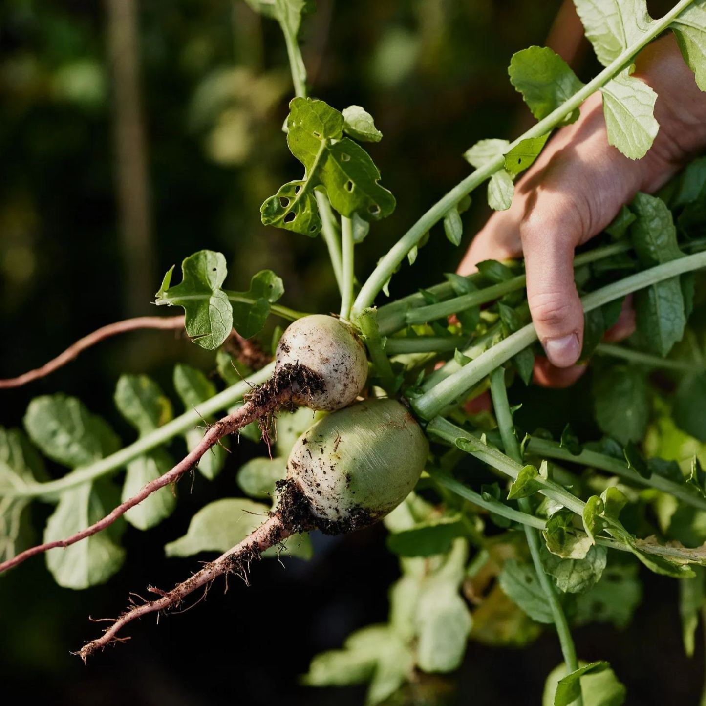 🥕Retek görögdinnye zöldség-Clara Rosan