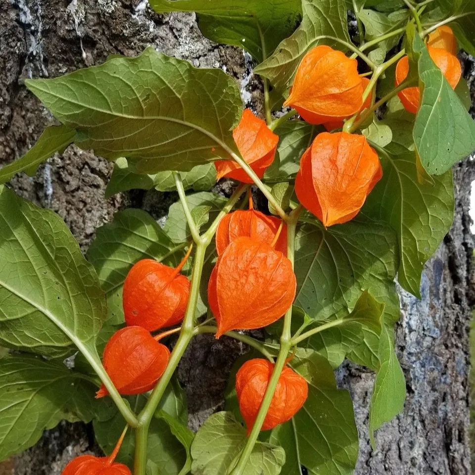 Fokföldi egres magvak - krémes lámpás gyümölcs-Clara Rosan
